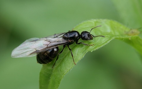 Â¿Por quÃ© salen hormigas con alas en otoÃ±o?